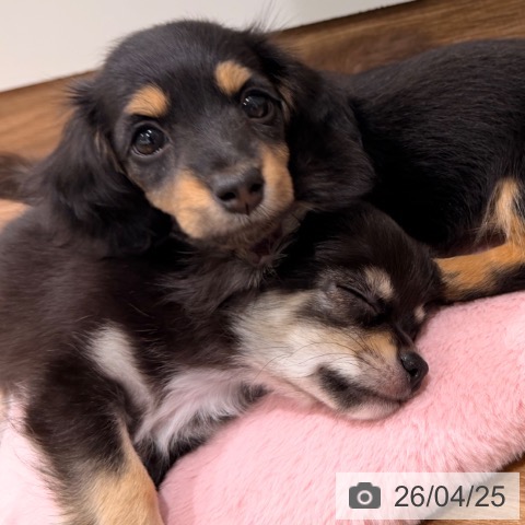 岡山県のミニチュアダックスフンド(ロング) (ペッツワン 岡山南店/2026年2月20日生まれ/女の子/ブラックタン)の子犬の3枚目の画像