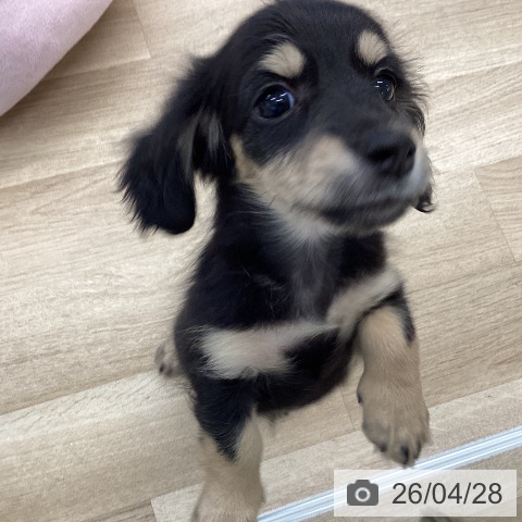 愛媛県のミニチュアダックスフンド(ロング) (ペットプラス 新居浜店/2026年2月20日生まれ/女の子/ブラックイエロー)の子犬の4枚目の画像