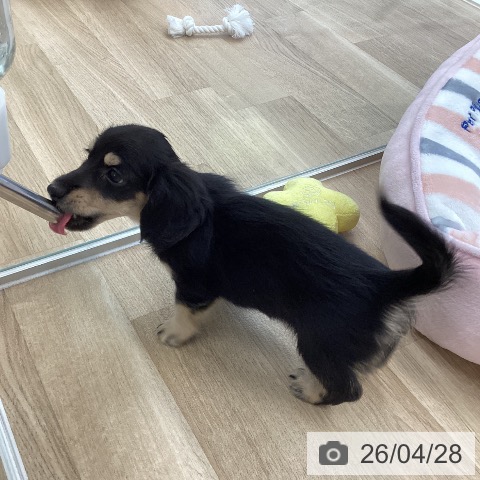 愛媛県のミニチュアダックスフンド(ロング) (ペットプラス 新居浜店/2026年2月20日生まれ/女の子/ブラックイエロー)の子犬の3枚目の画像