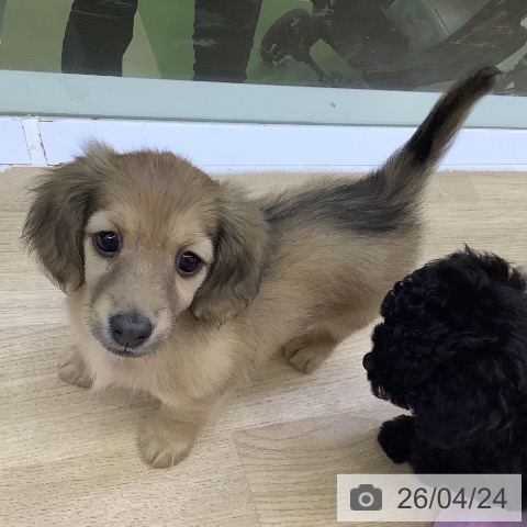 ミニチュア・ダックスフンドの写真