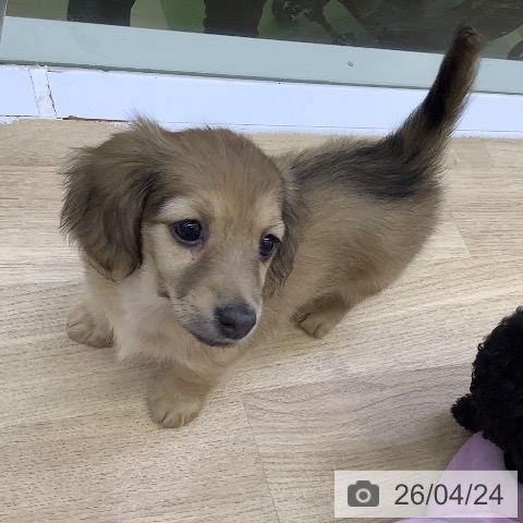 ミニチュア・ダックスフンドの写真