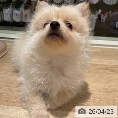 東京都のポメラニアン (ペットプラス 東久留米店/2026年2月20日生まれ/男の子/クリーム)の子犬の4枚目の画像