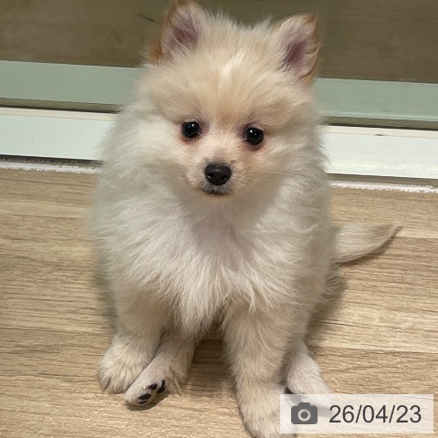 東京都のポメラニアン (ペットプラス 東久留米店/2026年2月20日生まれ/男の子/クリーム)の子犬の3枚目の画像