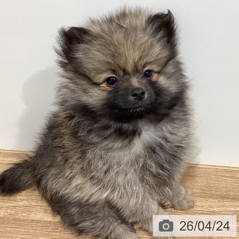 鳥取県のポメラニアン (ペッツワン 日吉津店/2026年2月20日生まれ/男の子/ウルフセーブル)の子犬の4枚目の画像