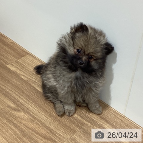 鳥取県のポメラニアン (ペッツワン 日吉津店/2026年2月20日生まれ/男の子/ウルフセーブル)の子犬の3枚目の画像