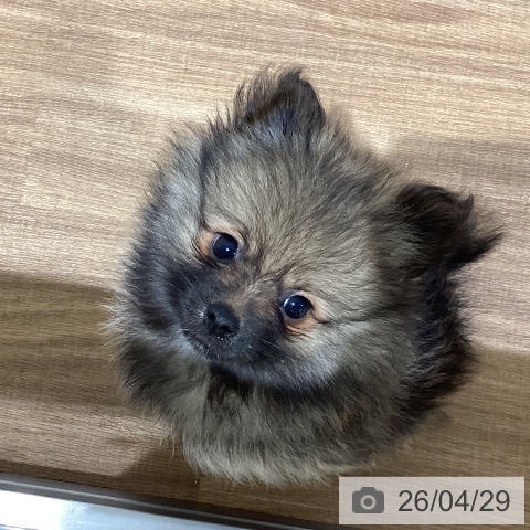 鳥取県のポメラニアン (ペッツワン 日吉津店/2026年2月20日生まれ/男の子/ウルフセーブル)の子犬の4枚目の画像