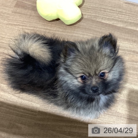 鳥取県のポメラニアン (ペッツワン 日吉津店/2026年2月20日生まれ/男の子/ウルフセーブル)の子犬の3枚目の画像