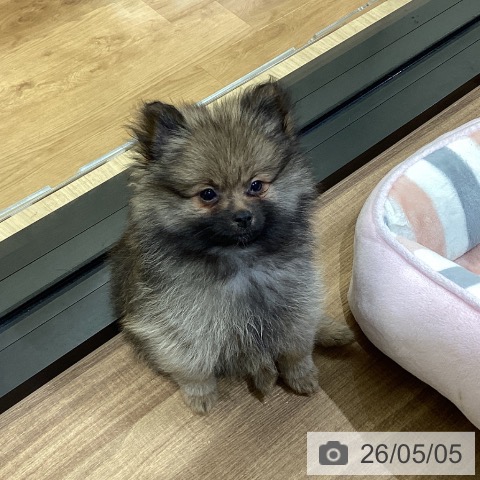 鳥取県のポメラニアン (ペッツワン 日吉津店/2026年2月20日生まれ/男の子/ウルフセーブル)の子犬の4枚目の画像