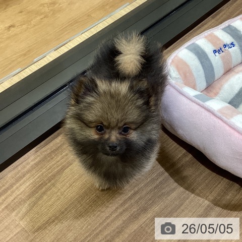 鳥取県のポメラニアン (ペッツワン 日吉津店/2026年2月20日生まれ/男の子/ウルフセーブル)の子犬の3枚目の画像