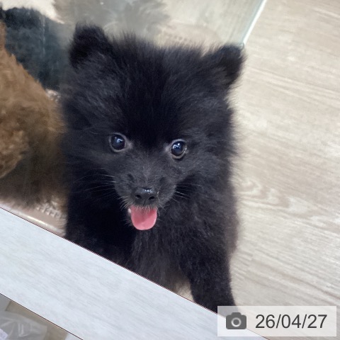 ポメラニアンの写真