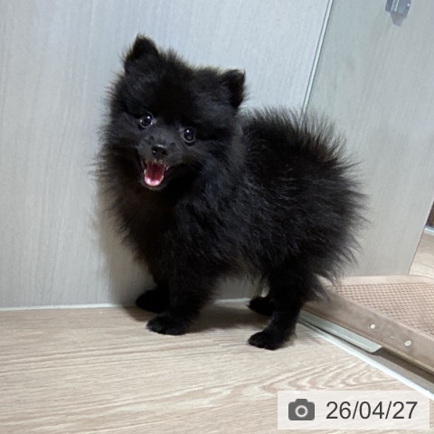 ポメラニアンの写真