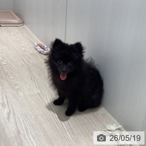 徳島県のポメラニアン (ペットプラス 徳島店/2026年2月20日生まれ/女の子/ブラック)の子犬の3枚目の画像