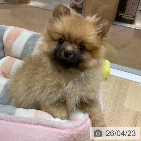 ポメラニアンの写真