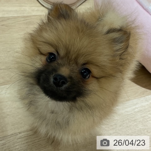 ポメラニアンの写真