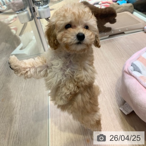 トイ・プードルの写真