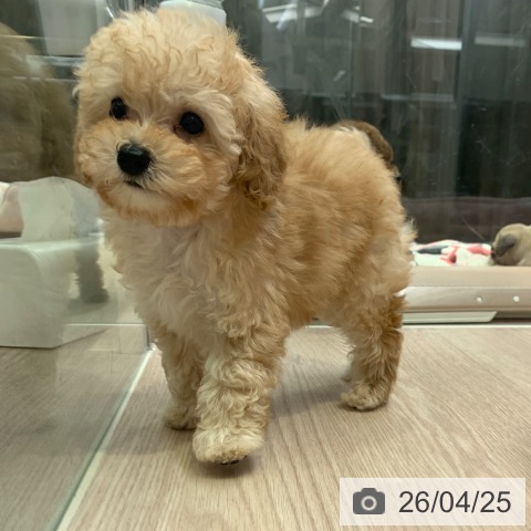 トイ・プードルの写真