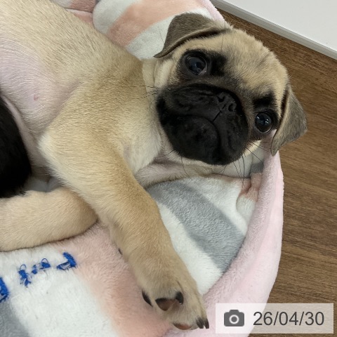 千葉県のパグ (ペッツワン 千葉ニュータウン店/2026年2月17日生まれ/男の子/フォーン)の子犬の4枚目の画像
