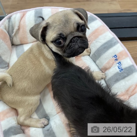 茨城県のパグ (ペッツワン つくば店/2026年2月17日生まれ/男の子/フォーン)の子犬の4枚目の画像