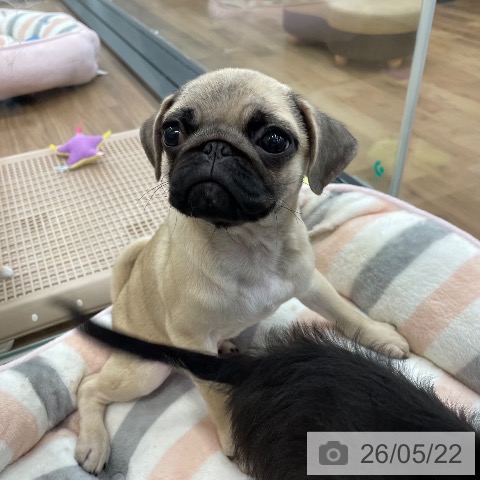 茨城県のパグ (ペッツワン つくば店/2026年2月17日生まれ/男の子/フォーン)の子犬の3枚目の画像