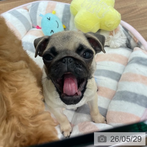茨城県のパグ (ペッツワン つくば店/2026年2月17日生まれ/男の子/フォーン)の子犬の3枚目の画像