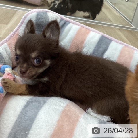 愛媛県のチワワ(ロング) (ペットプラス 新居浜店/2026年2月20日生まれ/女の子/チョコレートタン)の子犬の4枚目の画像