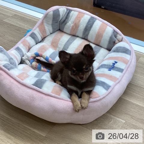 愛媛県のチワワ(ロング) (ペットプラス 新居浜店/2026年2月20日生まれ/女の子/チョコレートタン)の子犬の3枚目の画像