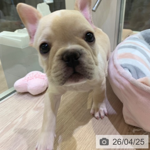 フレンチ・ブルドッグの写真