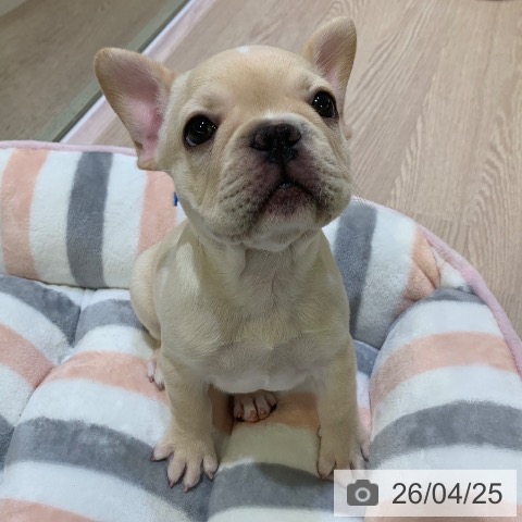 フレンチ・ブルドッグの写真