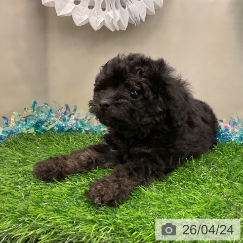 トイ・プードルの写真