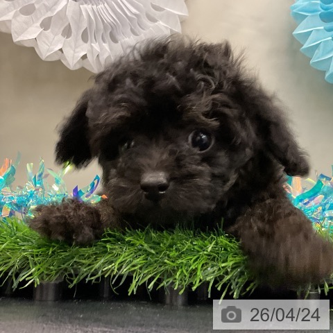 トイ・プードルの写真