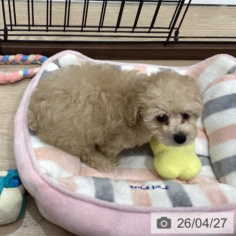 トイ・プードルの写真