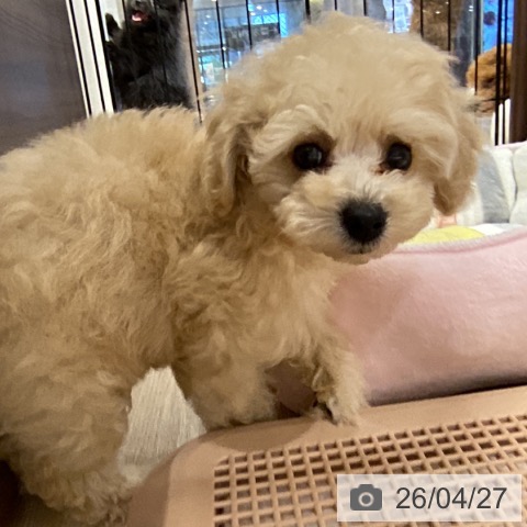 トイ・プードルの写真