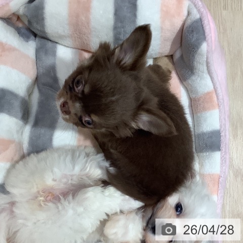 岡山県のチワワ(ロング) (ペットプラス 岡山店/2026年2月21日生まれ/男の子/チョコレートクリーム)の子犬の4枚目の画像