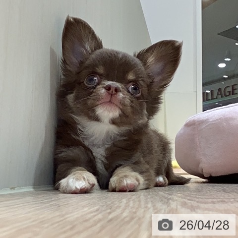 岡山県のチワワ(ロング) (ペットプラス 岡山店/2026年2月21日生まれ/男の子/チョコレートクリーム)の子犬の3枚目の画像