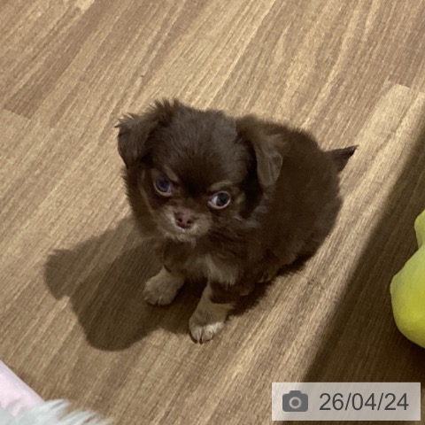 鳥取県のチワワ(ロング) (ペッツワン 日吉津店/2026年2月21日生まれ/女の子/チョコレートクリーム)の子犬の3枚目の画像