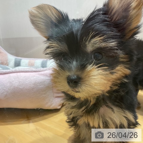 ヨークシャー・テリアの写真