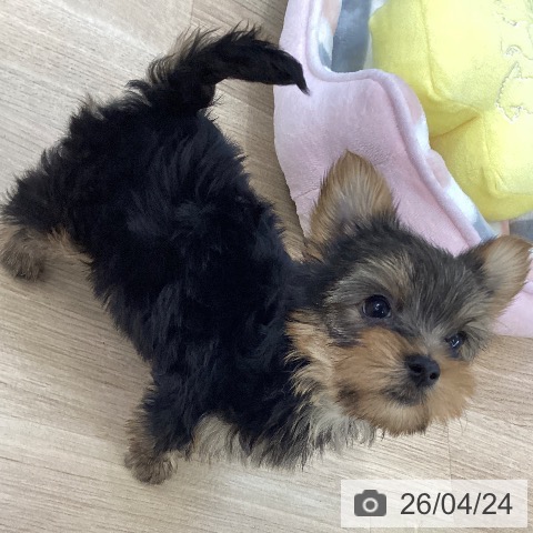 ヨークシャー・テリアの写真