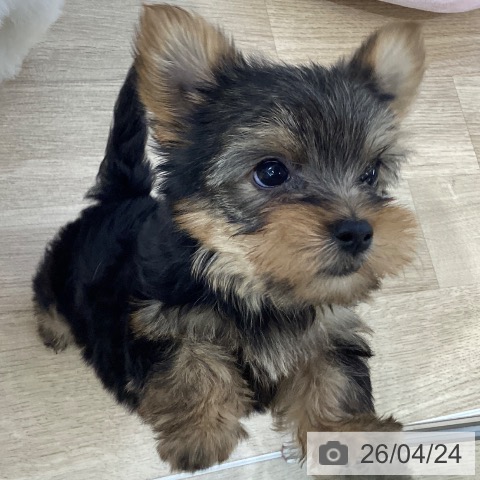 ヨークシャー・テリアの写真