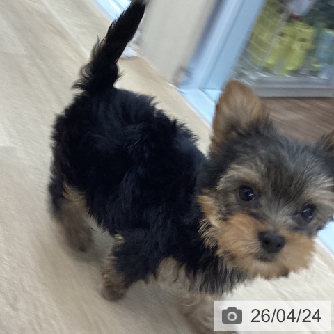 ヨークシャー・テリアの写真