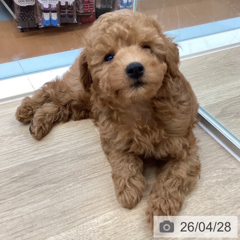 愛媛県のトイプードル(トイ) (ペットプラス 新居浜店/2026年2月20日生まれ/男の子/アプリコット)の子犬の4枚目の画像