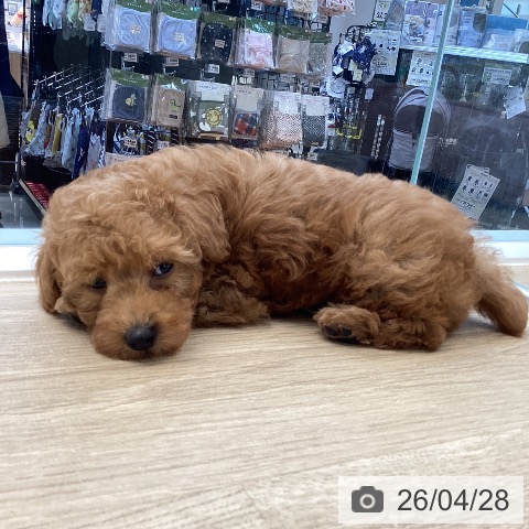 愛媛県のトイプードル(トイ) (ペットプラス 新居浜店/2026年2月20日生まれ/男の子/アプリコット)の子犬の3枚目の画像