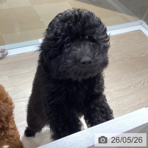 徳島県のトイプードル(トイ) (ペットプラス 徳島店/2026年2月24日生まれ/男の子/ブラック)の子犬の3枚目の画像