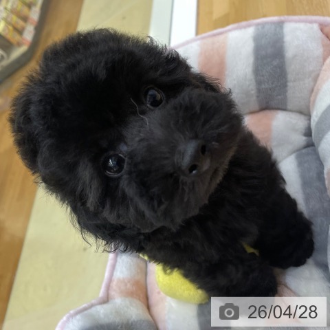 トイ・プードルの写真