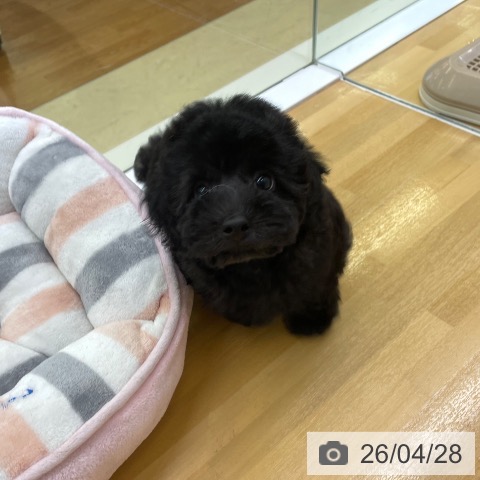 トイ・プードルの写真