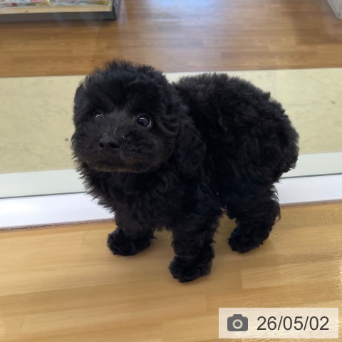 香川県のトイプードル(トイ) (ペットプラス 高松店/2026年2月24日生まれ/男の子/ブラック)の子犬の3枚目の画像