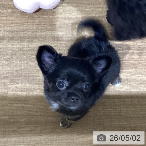 鳥取県のチワワ(ロング) (ペッツワン 日吉津店/2026年2月25日生まれ/女の子/ブラックタン)の子犬の3枚目の画像