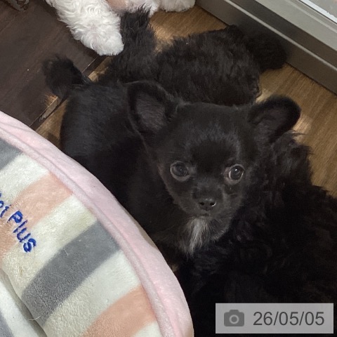 鳥取県のチワワ(ロング) (ペッツワン 日吉津店/2026年2月25日生まれ/女の子/ブラックタン)の子犬の3枚目の画像