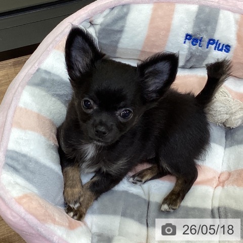 鳥取県のチワワ(ロング) (ペッツワン 日吉津店/2026年2月25日生まれ/女の子/ブラックタン)の子犬の4枚目の画像