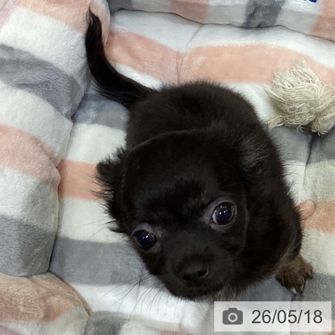 鳥取県のチワワ(ロング) (ペッツワン 日吉津店/2026年2月25日生まれ/女の子/ブラックタン)の子犬の3枚目の画像