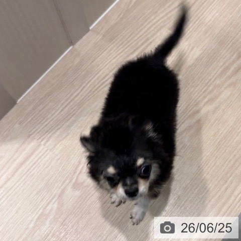 和歌山県のチワワ(ロング) (ペットプラス 和歌山店/2026年2月23日生まれ/男の子/ブラッククリーム)の子犬の4枚目の画像